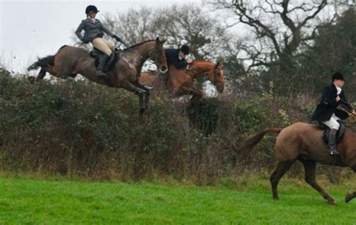 Equine celebs